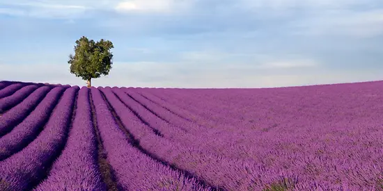 Ein Feld voller lila Blumen und im Hintergrund steht ein einzelner Baum.