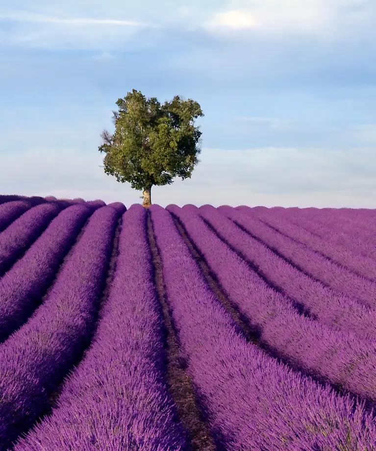 Ein Feld voller lila Blumen und im Hintergrund steht ein einzelner Baum.