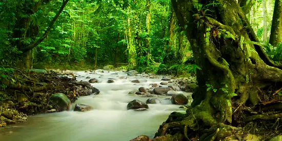 Man sieht einen Fluss umgeben von Bäumen. Im Fluss liegen große Steine.