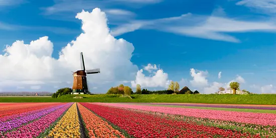 Man sieht ein farbenfrohes Feld mit Bäumen und einer Windmühle im Hintergrund.