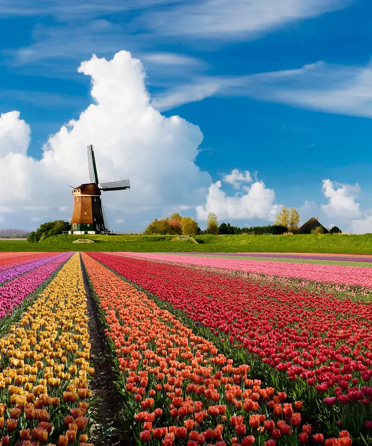 Man sieht ein farbenfrohes Feld mit Bäumen und einer Windmühle im Hintergrund.