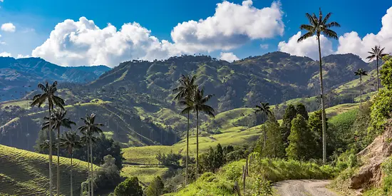 Man erkennt eine hügelige Landschaft. Im Vordergrund sind Palmen und im Hintergrund sieht man Bäume.