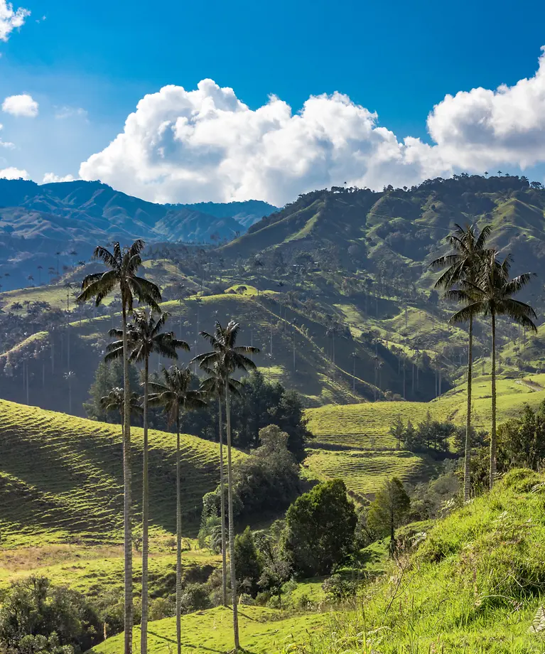 Man erkennt eine hügelige Landschaft. Im Vordergrund sind Palmen und im Hintergrund sieht man Bäume.