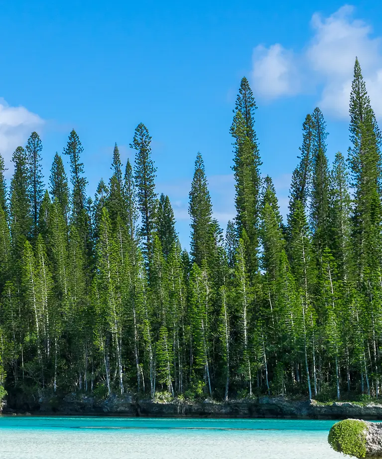 Man erkennt ein Naturschwimmbad mit türkisem Wasser und im Hintergrund ist ein Wald zu sehen.